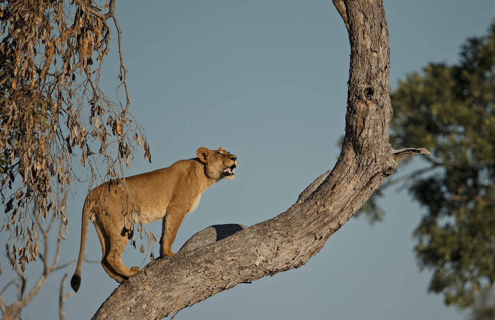Lions don't Climb Trees