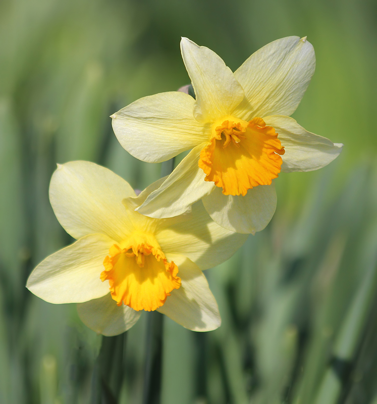 Daffodils