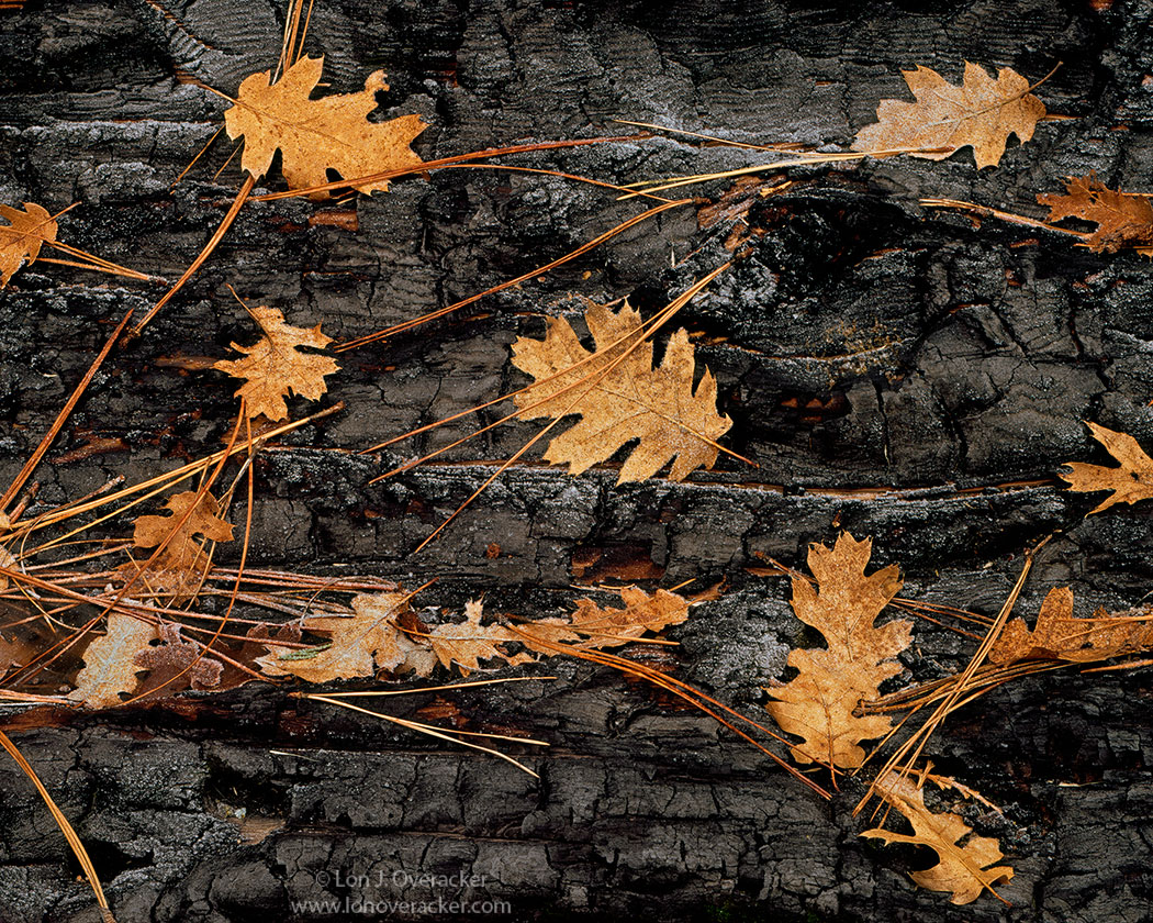 Leaves and Things +RP