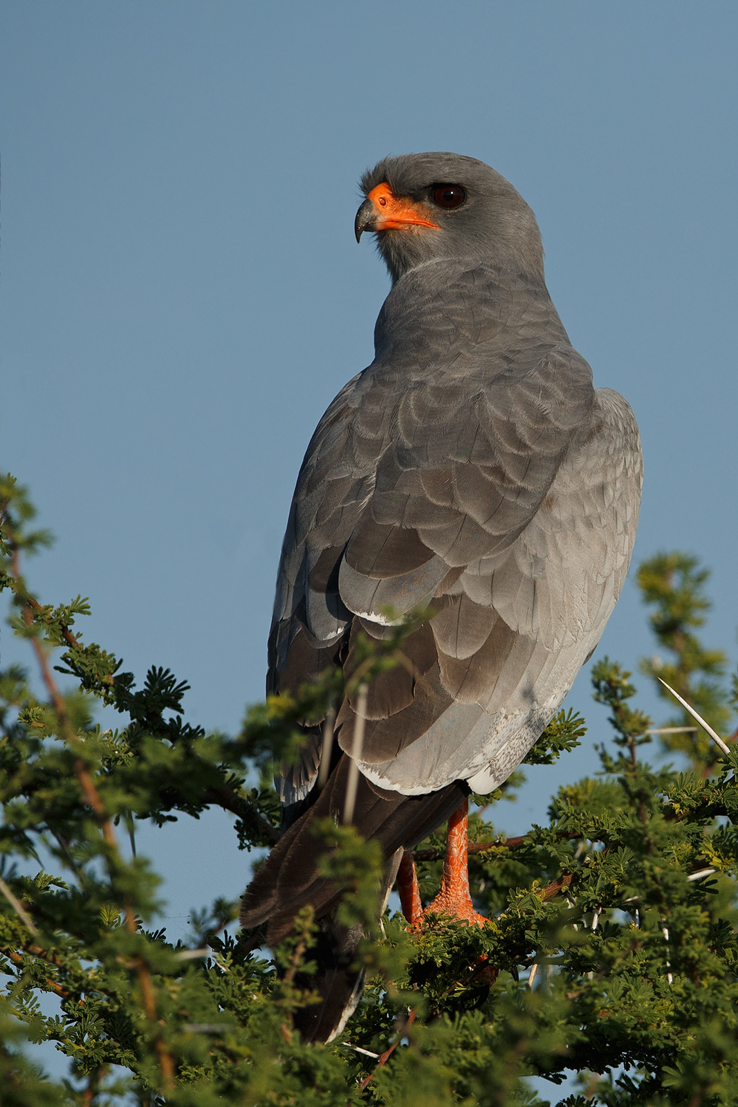 Pale Chanting Goshawk