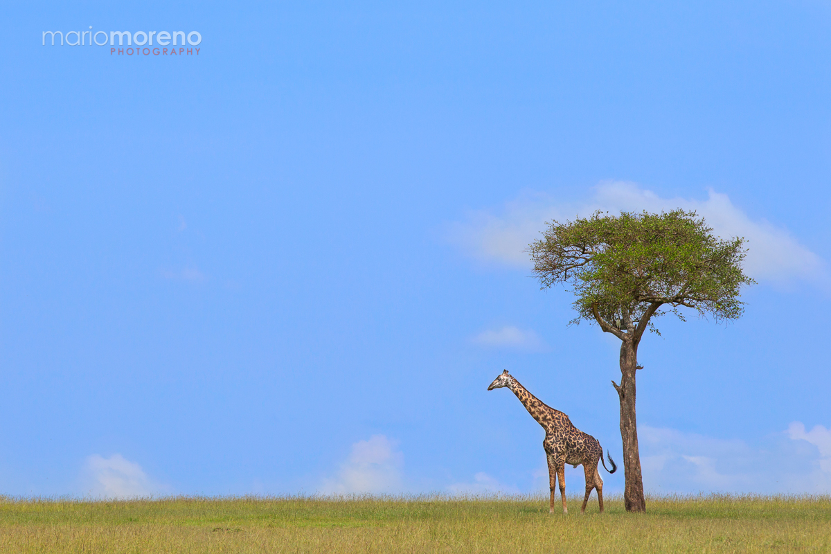 A Giraffe, A Tree and…