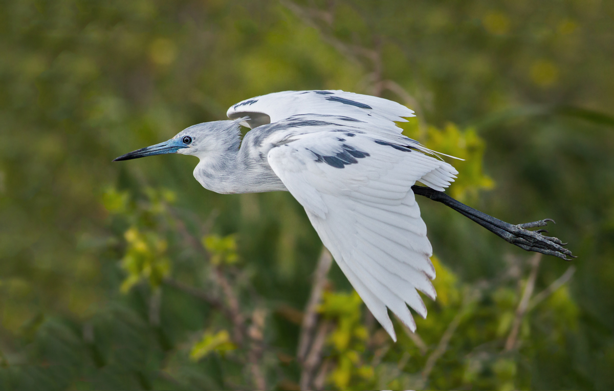 Little Blue Heron