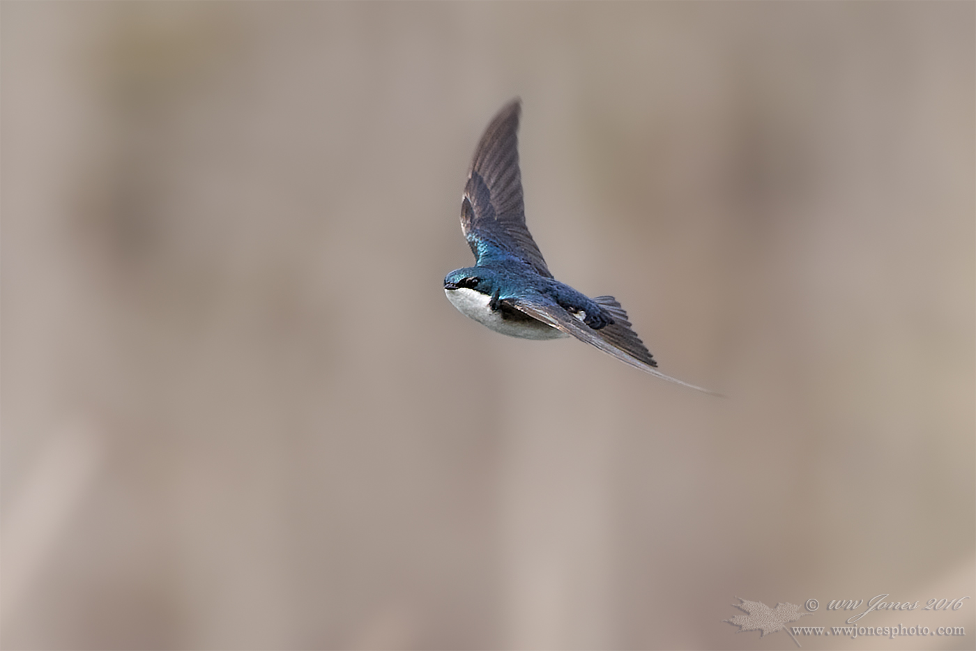 Tree Swallow BIF REPOST