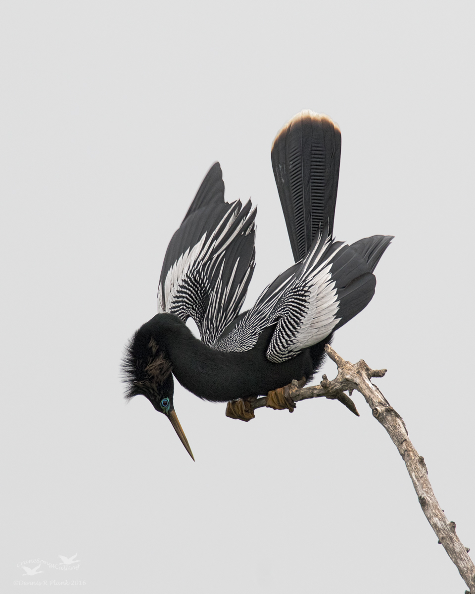 Anhinga Display