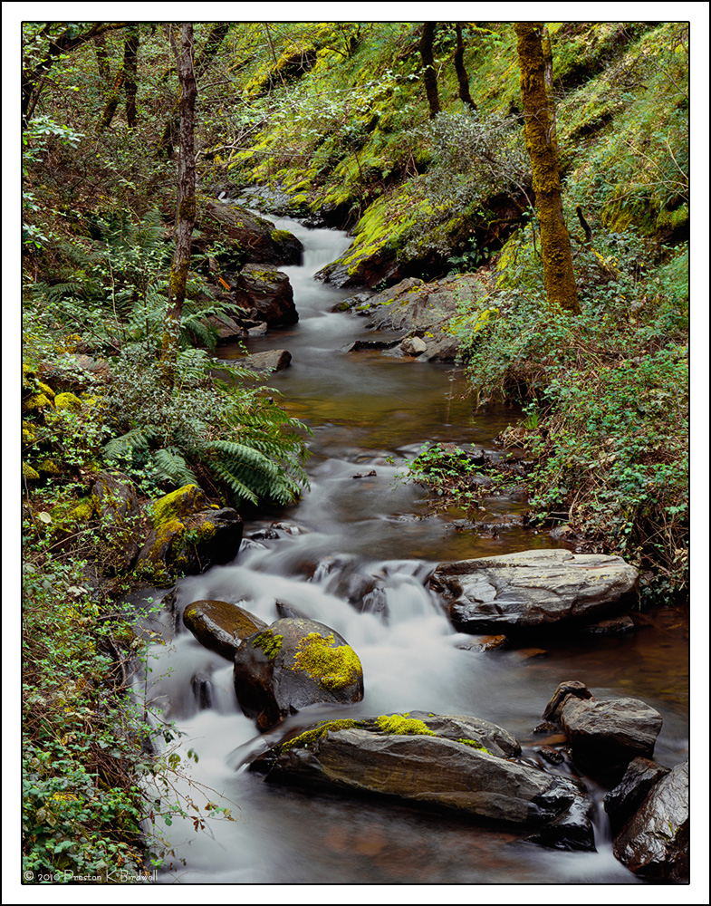 Serene Forest