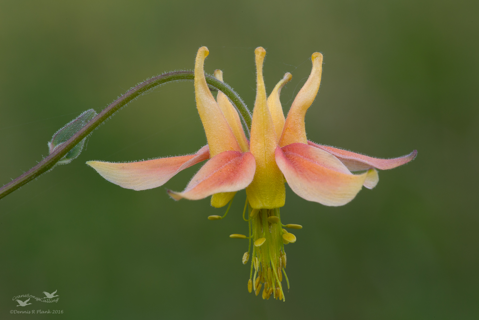 Columbine II