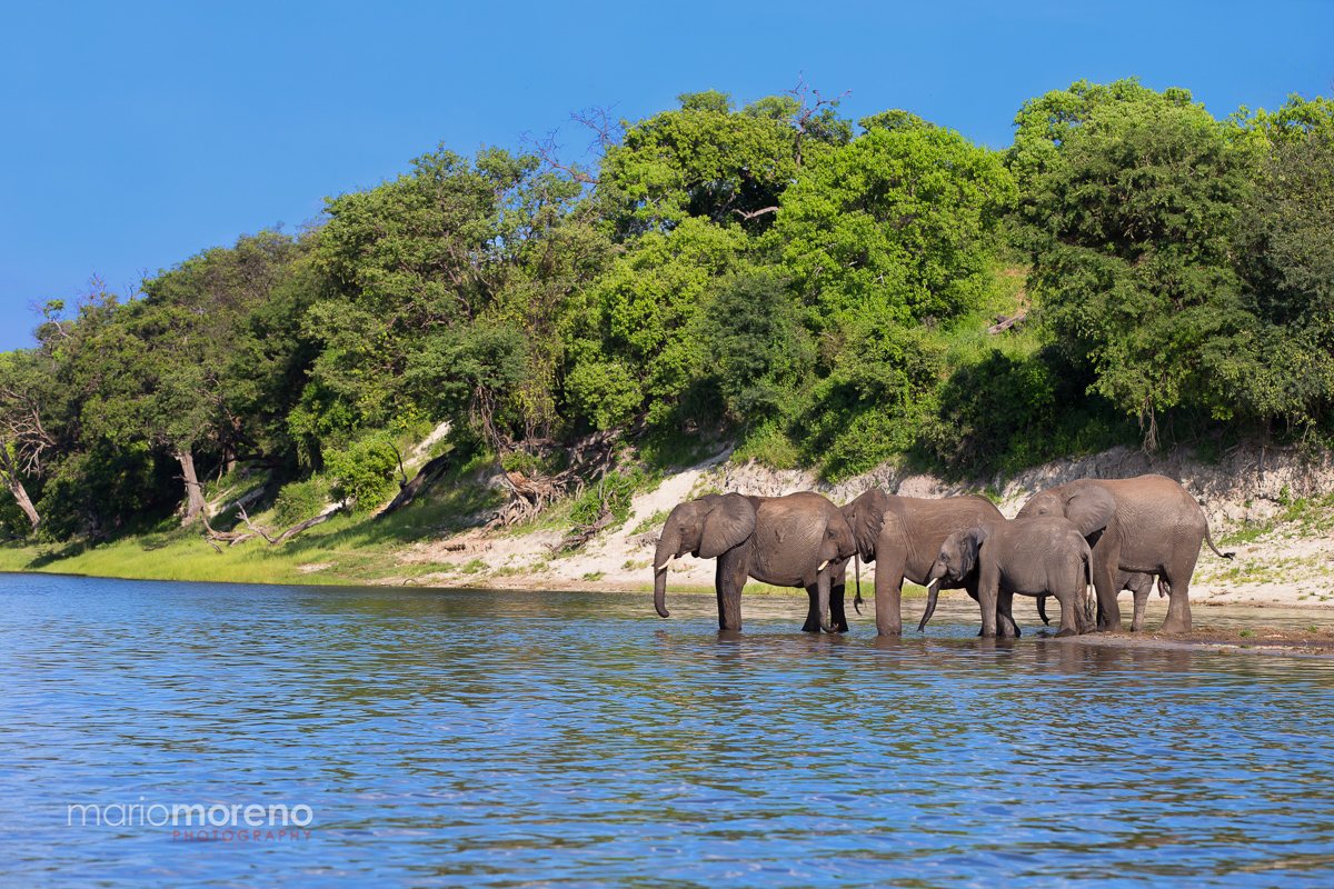 Elephants of Chobe