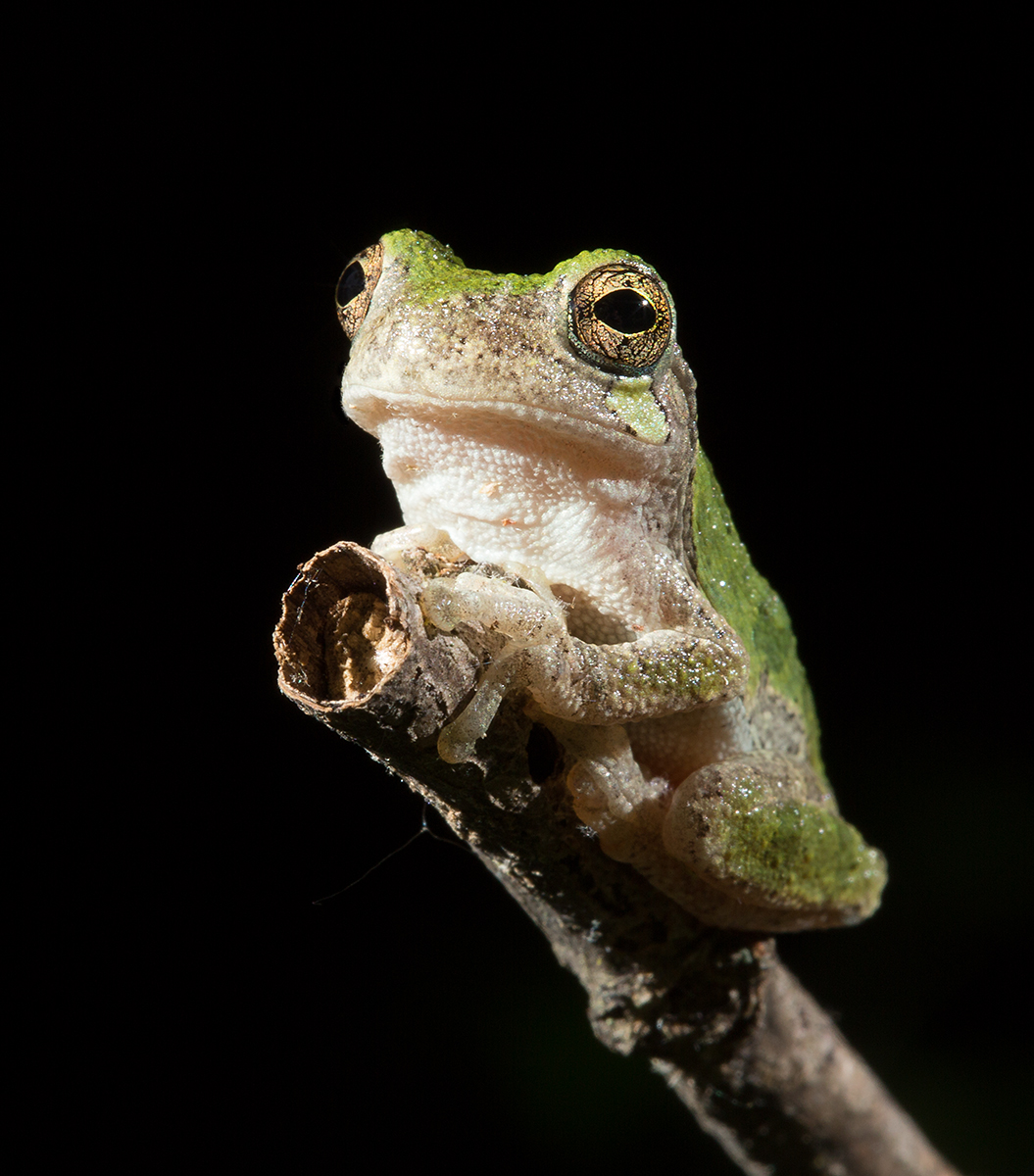 Gray tree frog 