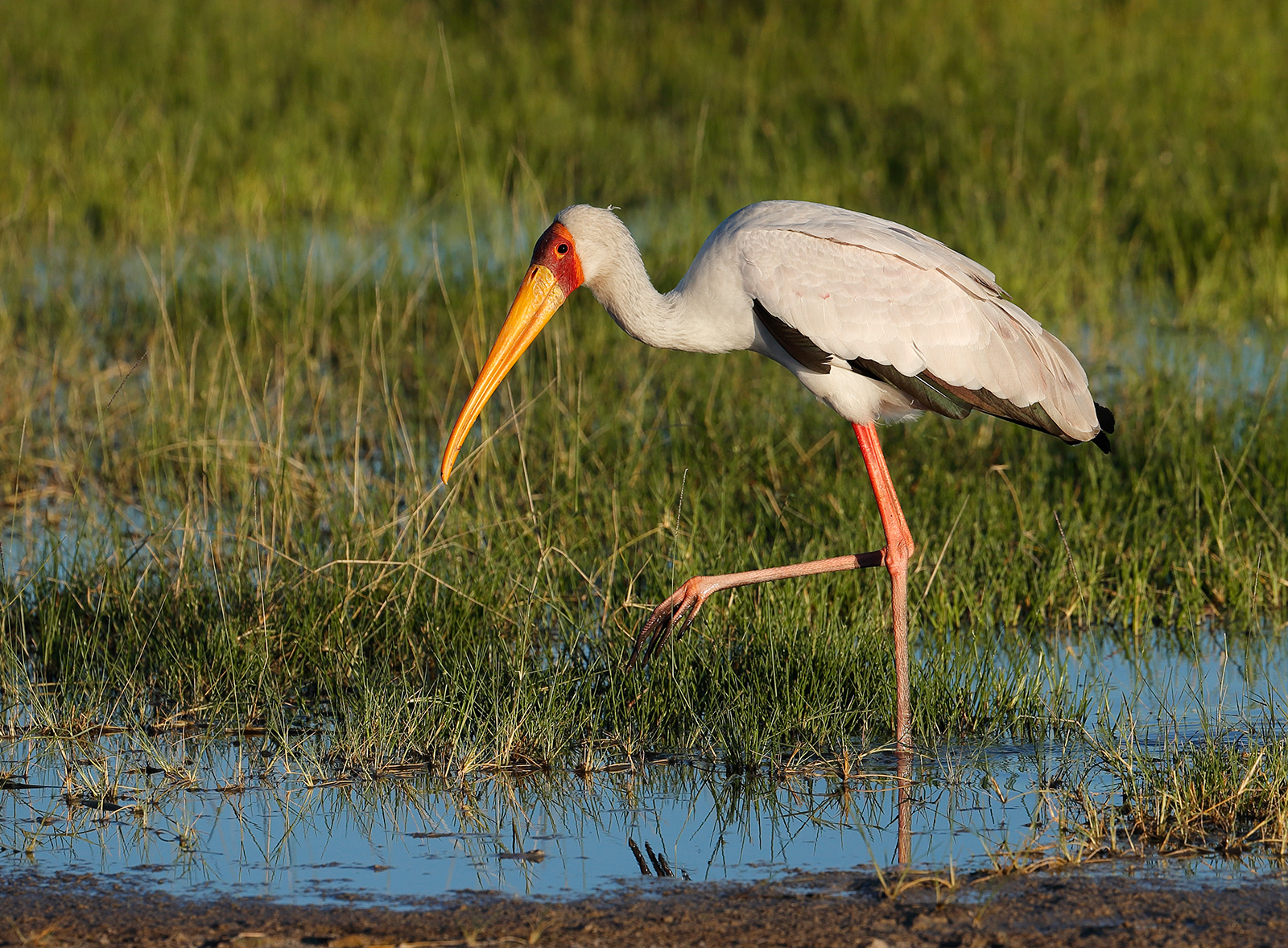 Yellow Billed Stork