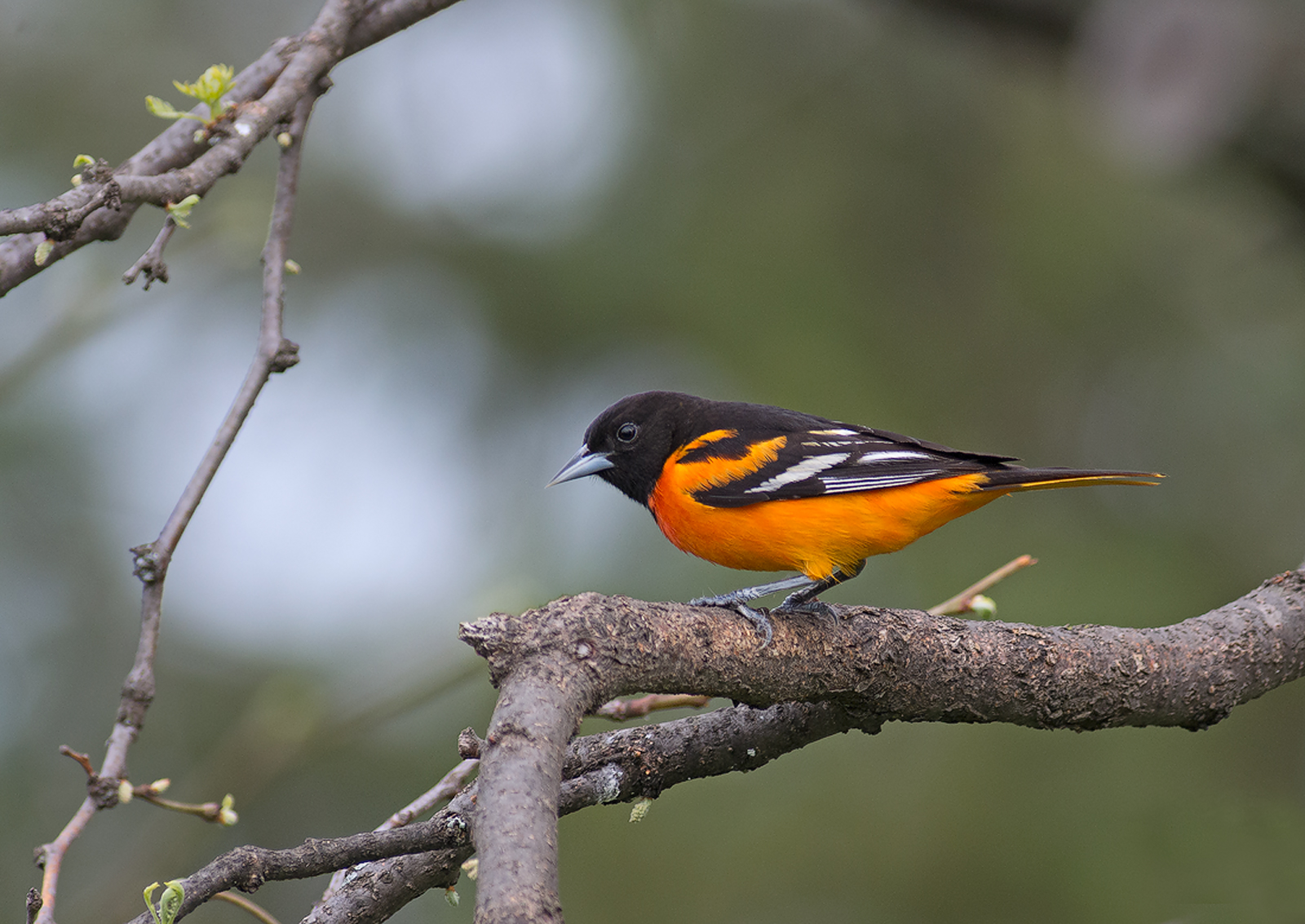 Baltimore Oriole