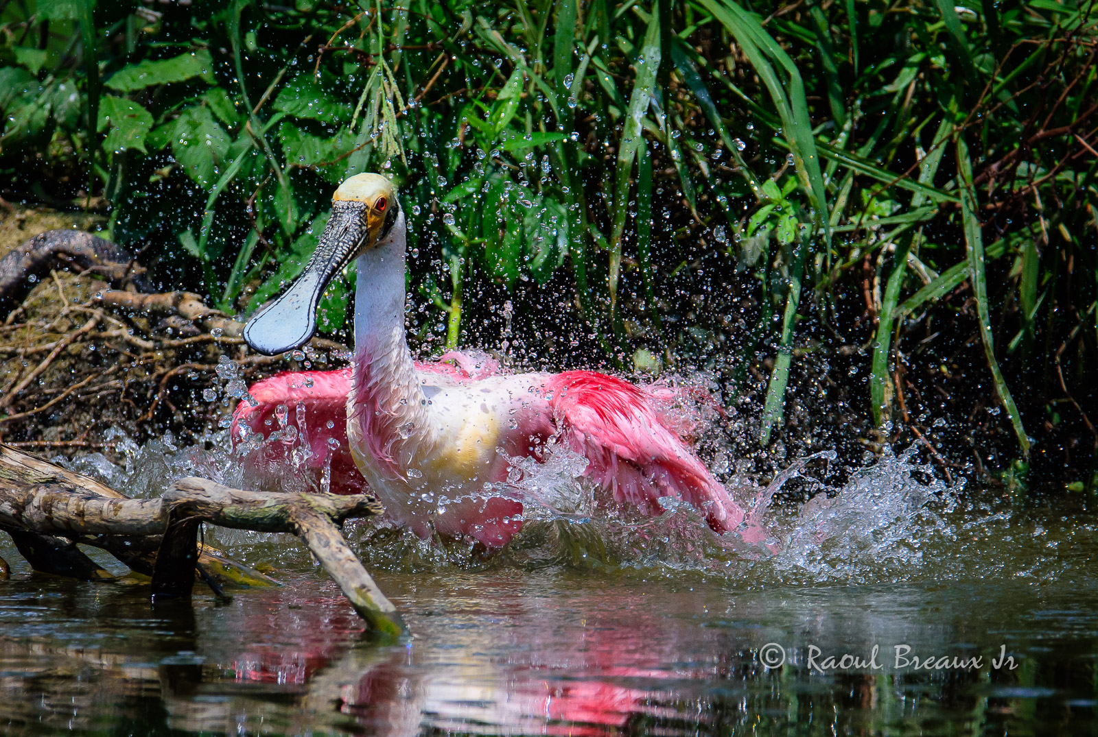 Bathing Spoonbill