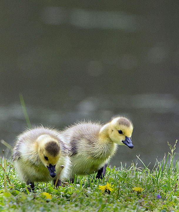 Goslings Feeding