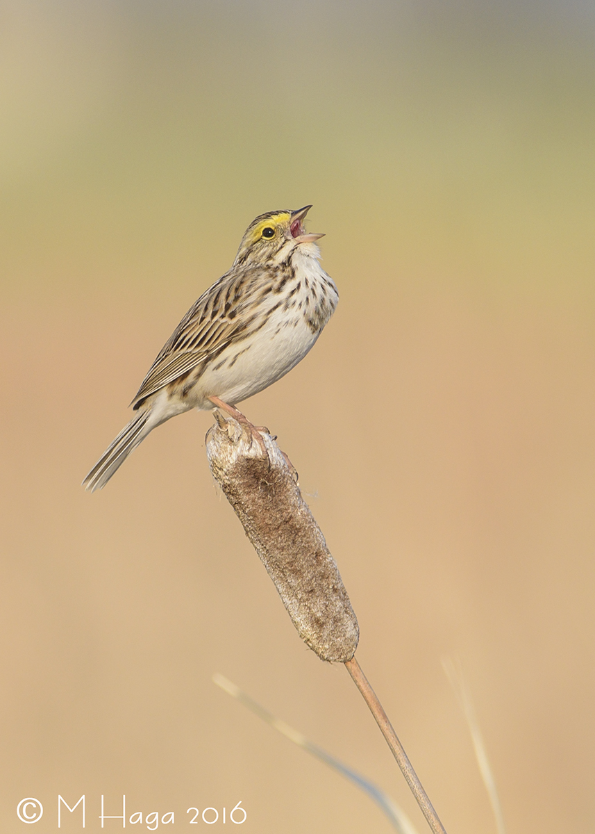 Savannah Sparrow