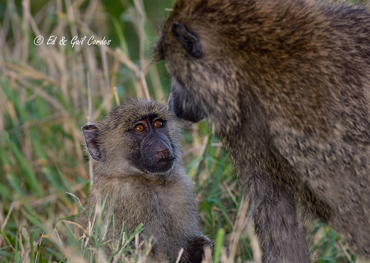 Baboon Mother's Day