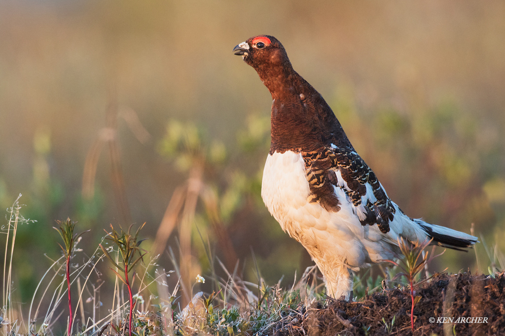 Willow Ptarmigan