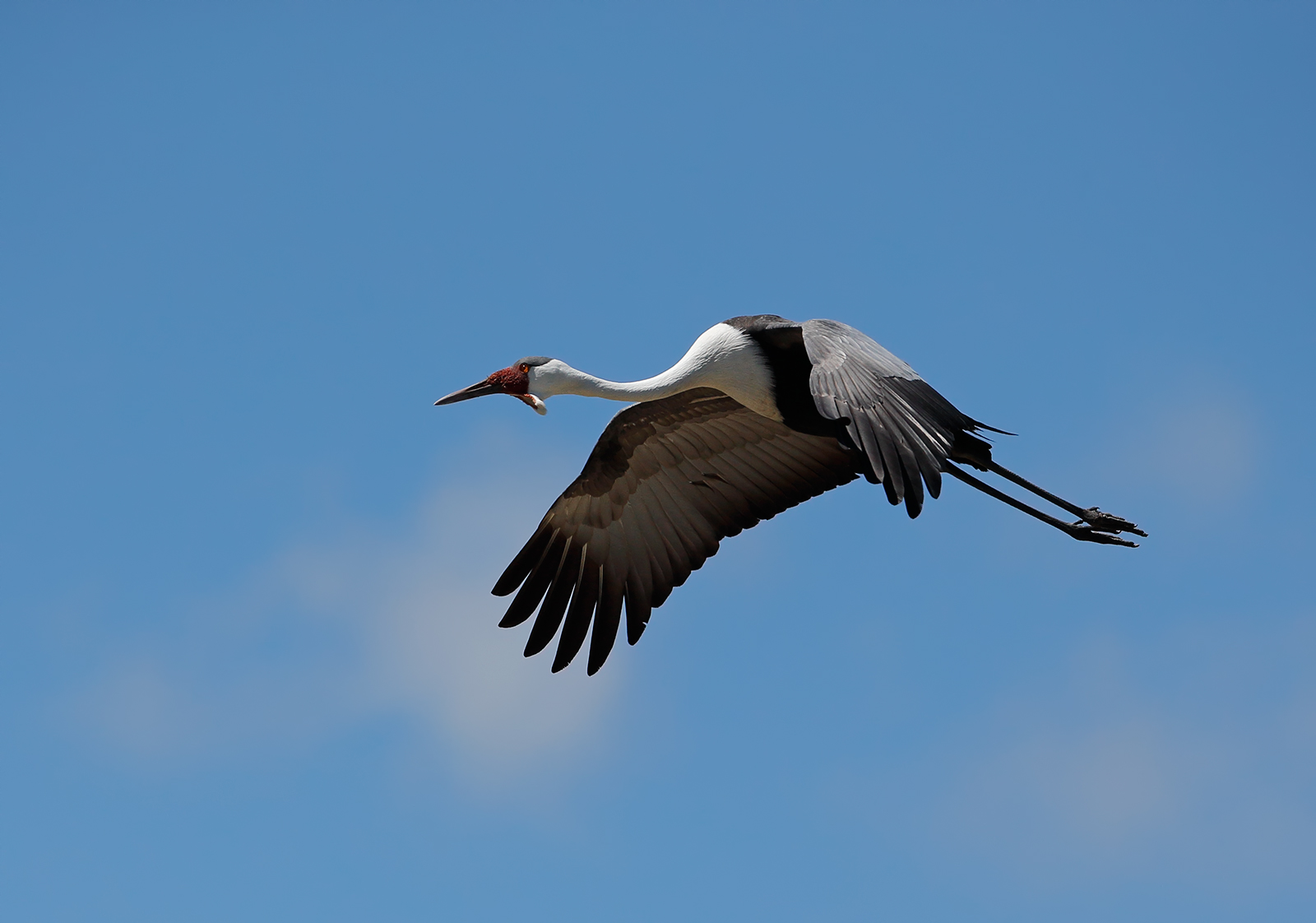 Wattled Crane