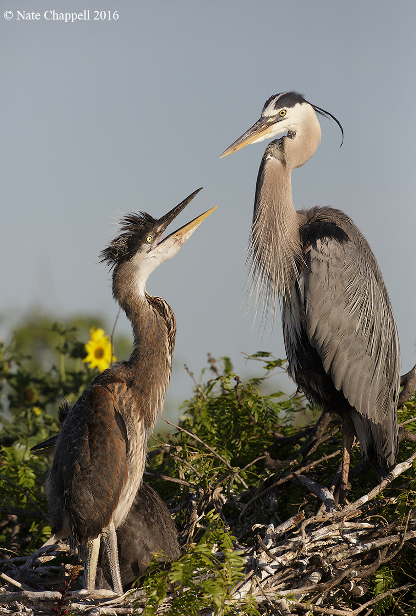 Great Blue Herons