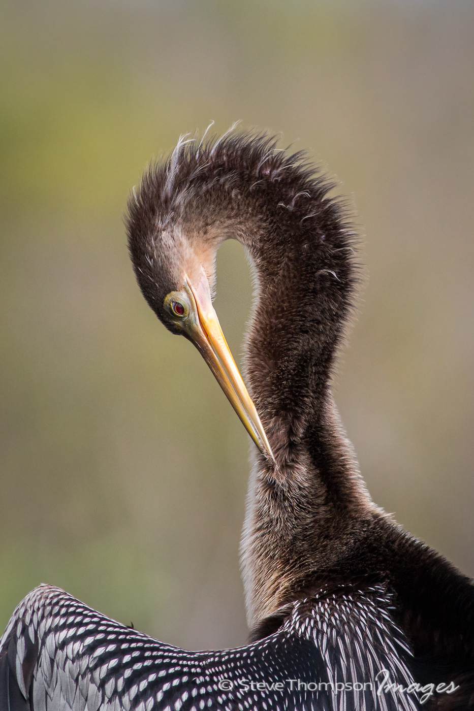 Anhinga Preening