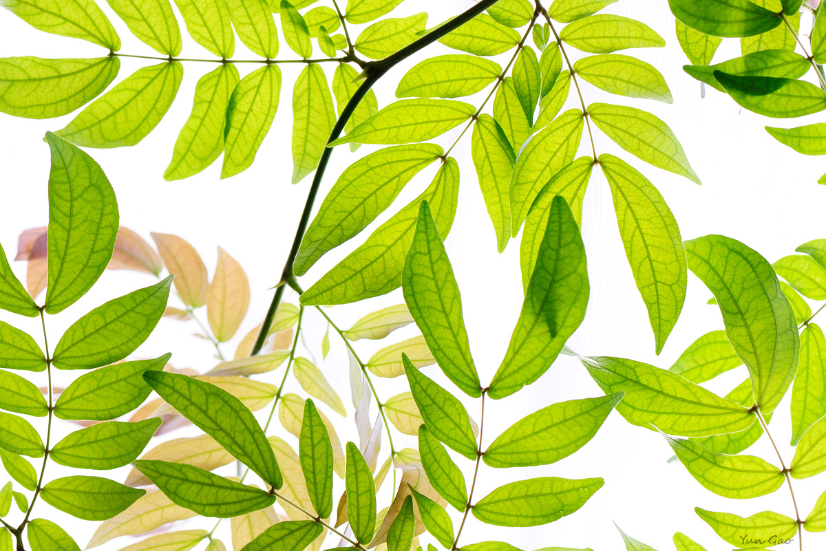 Powderpuff tree