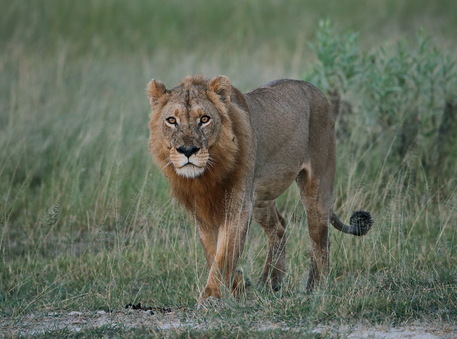 Mrs Lion?