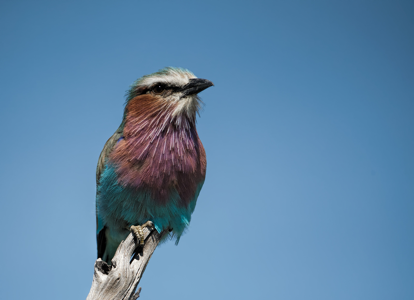 Lilac Breasted Roller