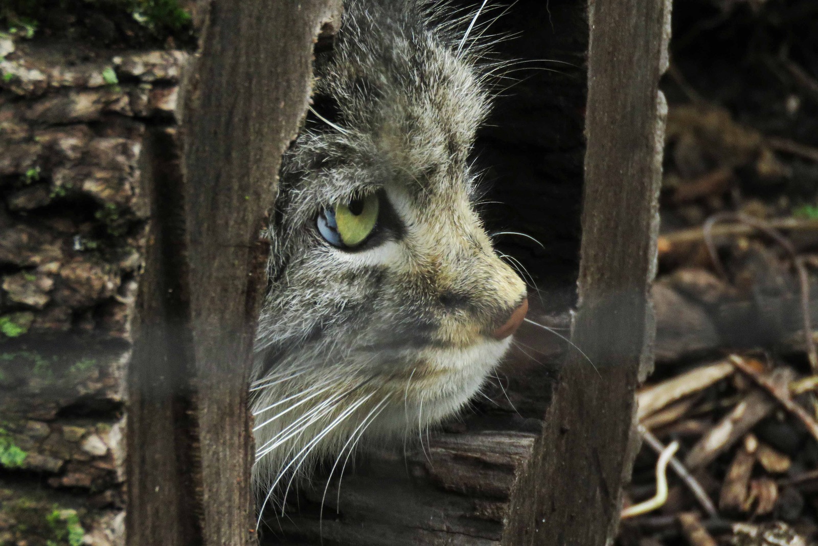 Pallas Cat