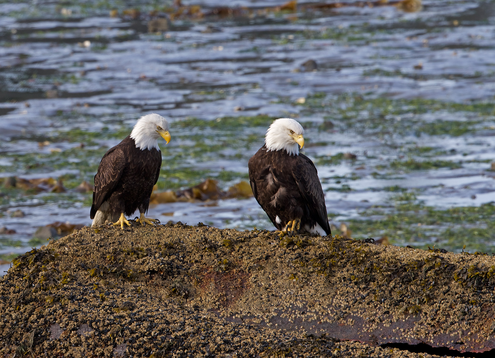 Baldies