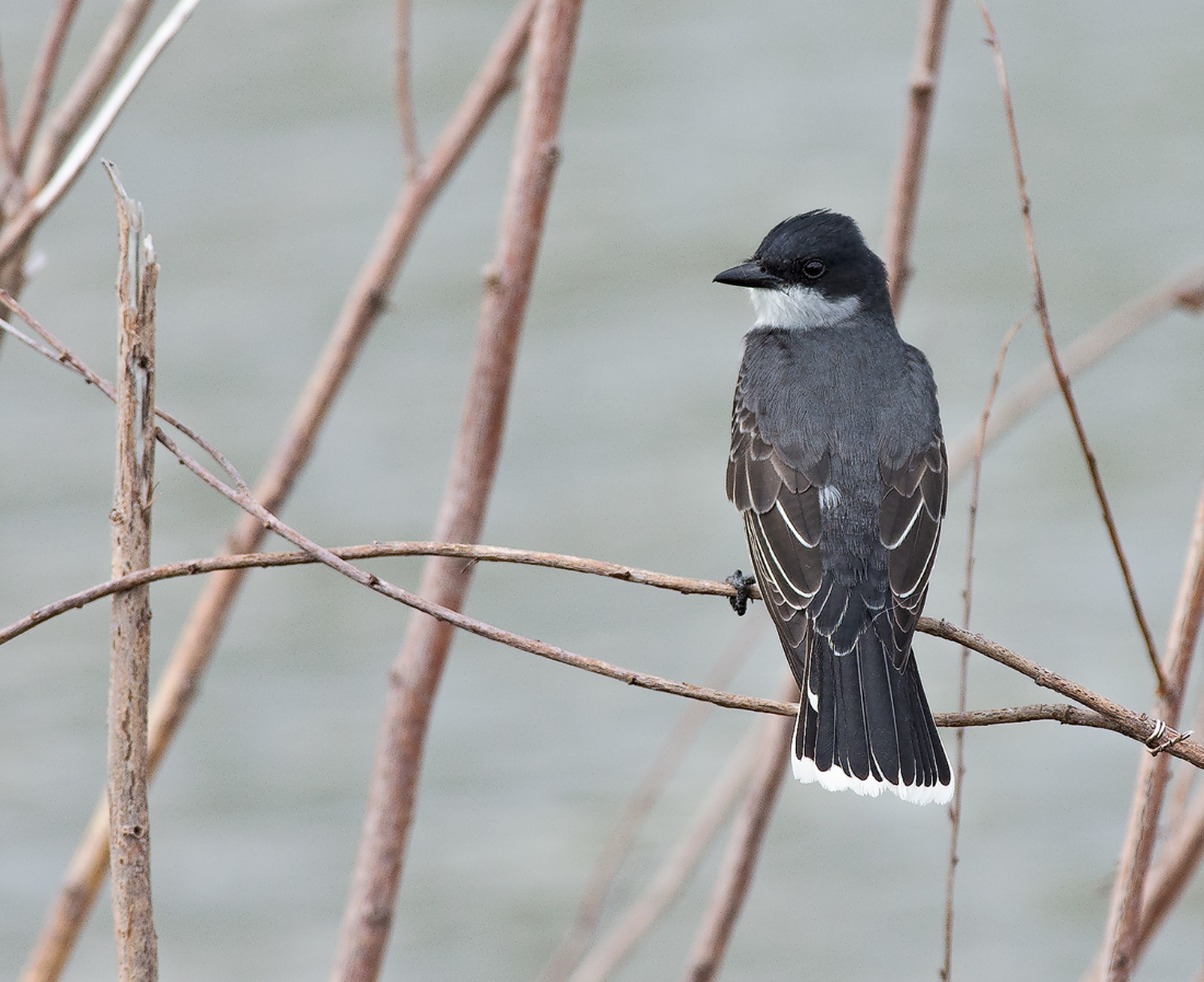 Eastern Kingbird