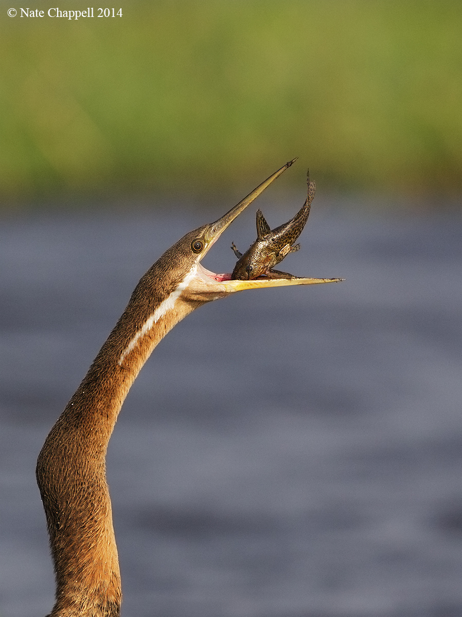 African Darter with Prey
