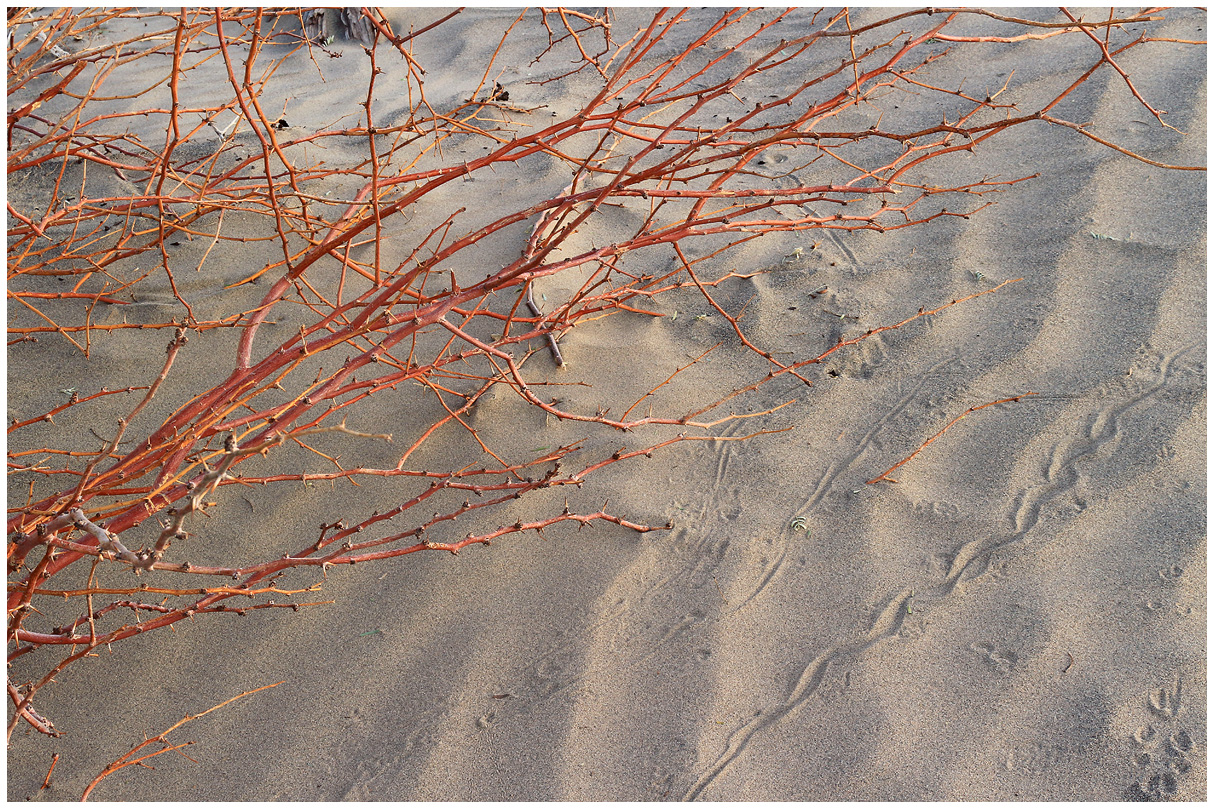 Ripples, Twigs & Tracks