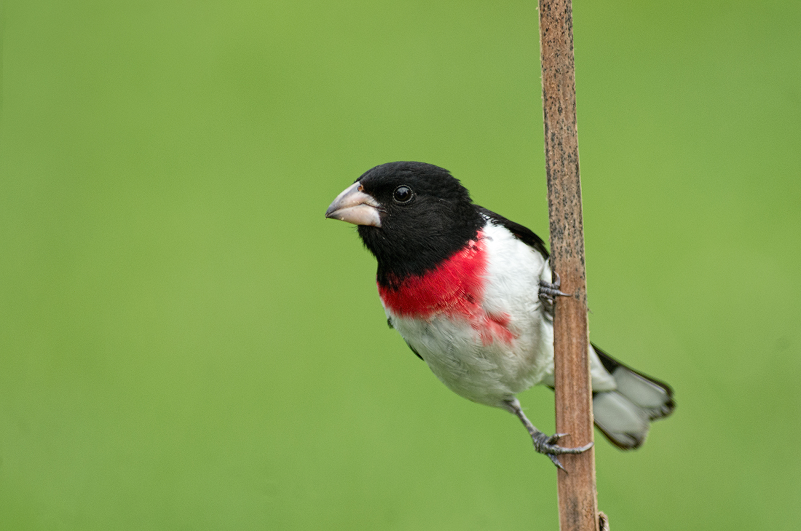 Another Grosbeak