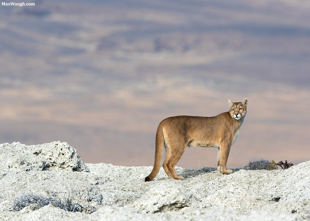 Puma at the Lake