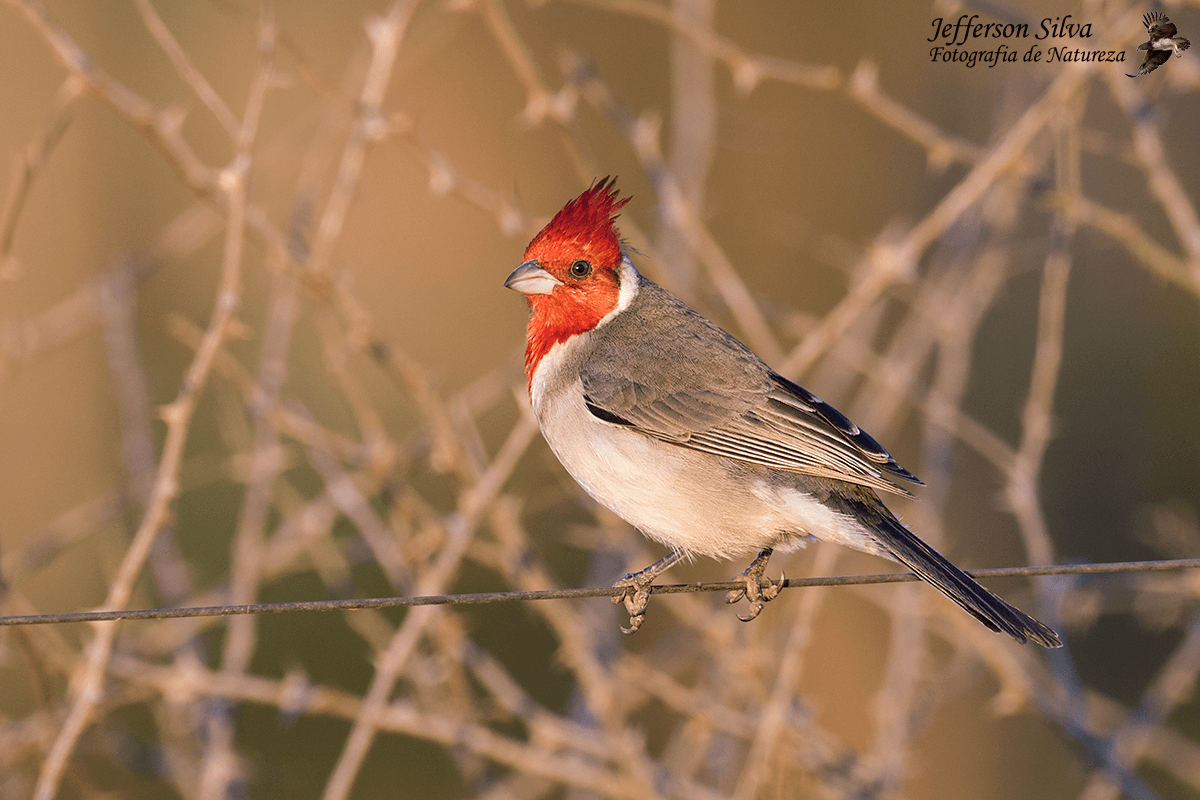 Red-crested Cardinal