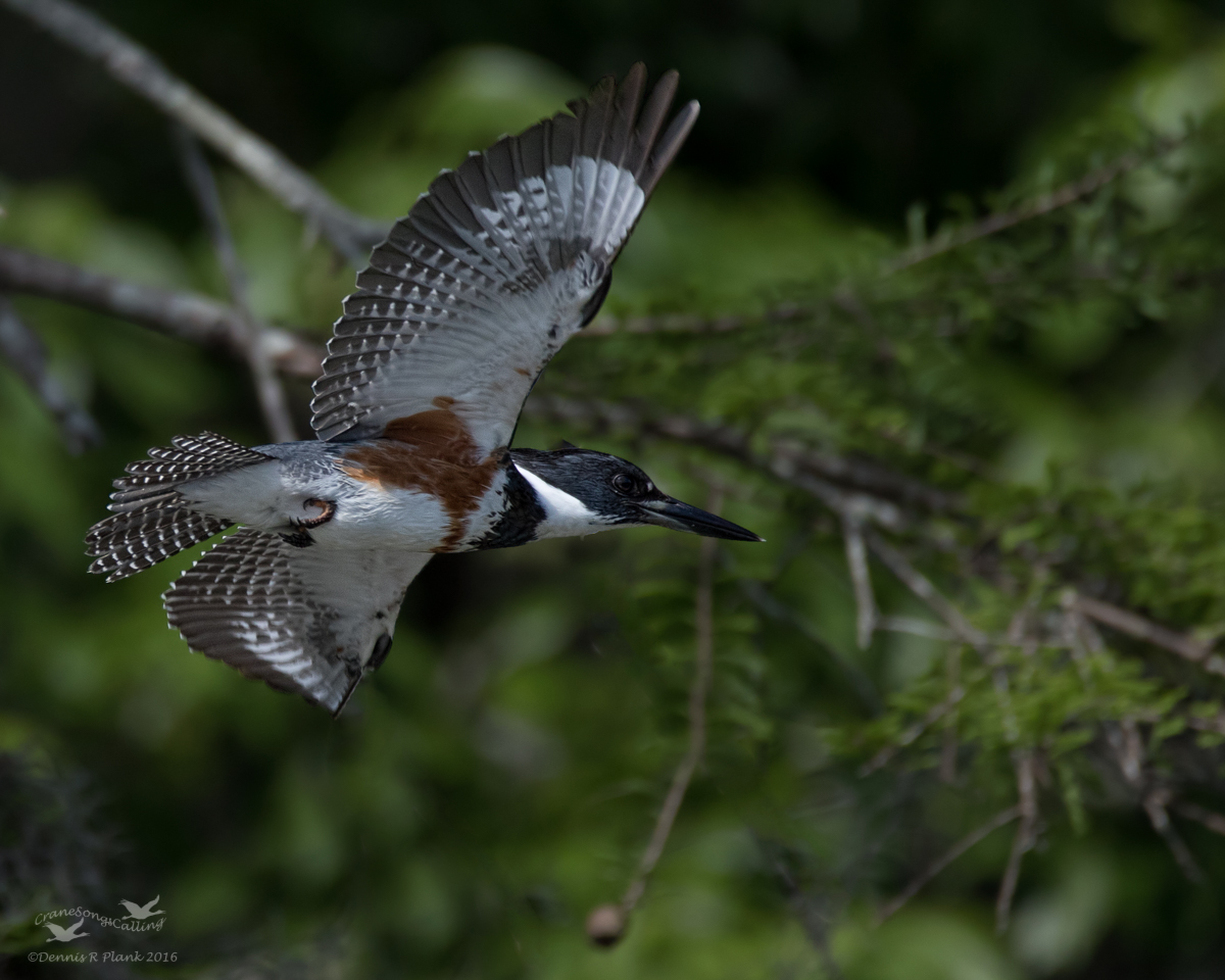 Belted Kingfisher