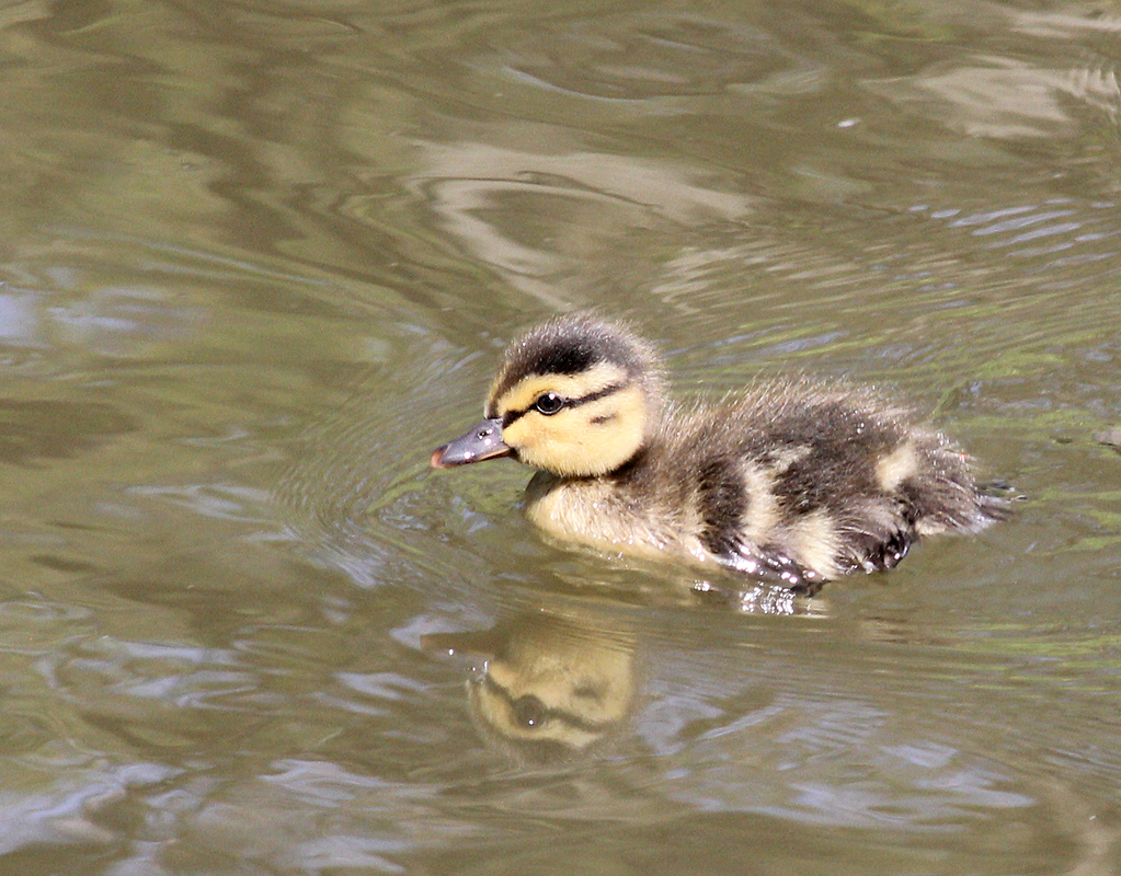 Mallard Duckling