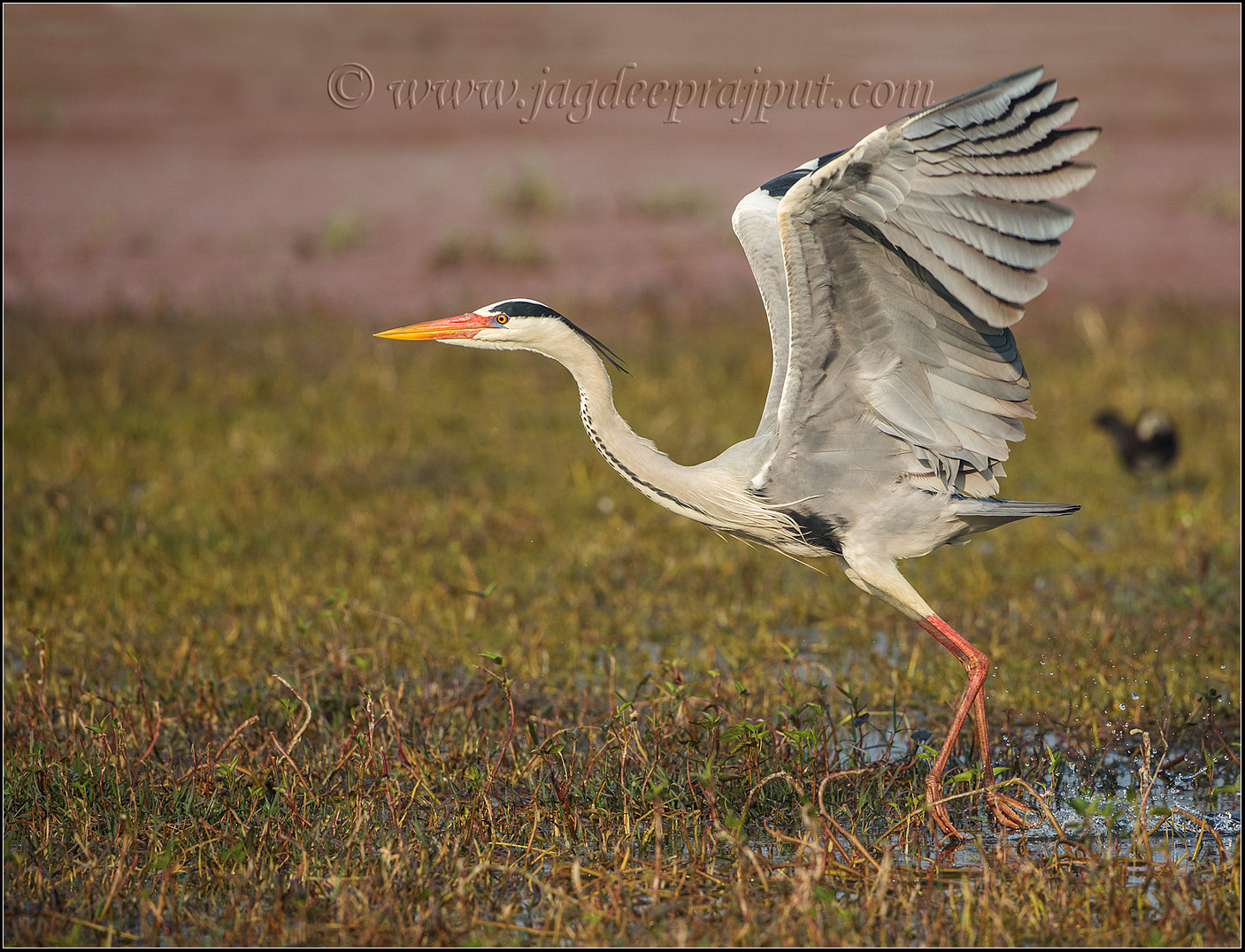 Grey Heron taking off