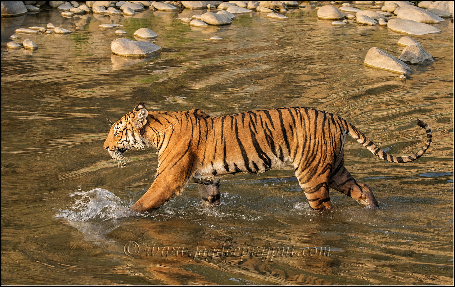In the golden river