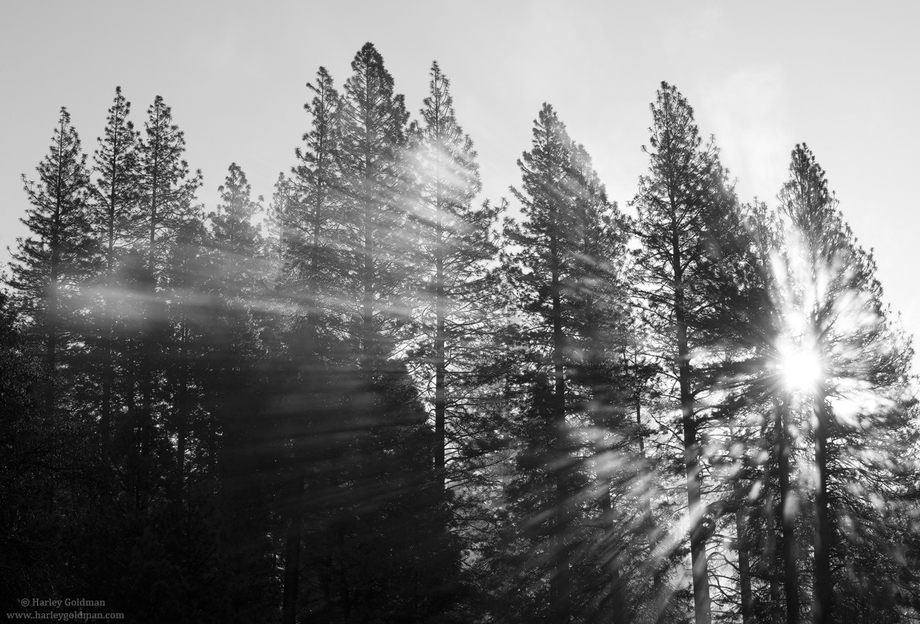 Sunbeams