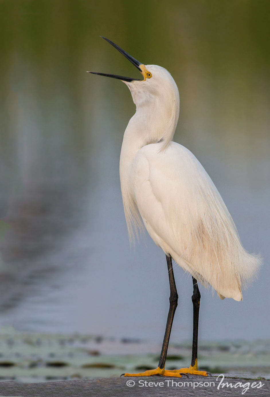Snowy Egret