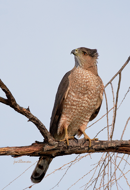 Cooper's Hawk
