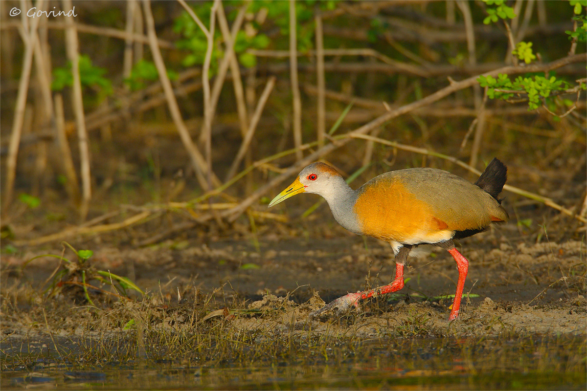 Grey-necked wood rail