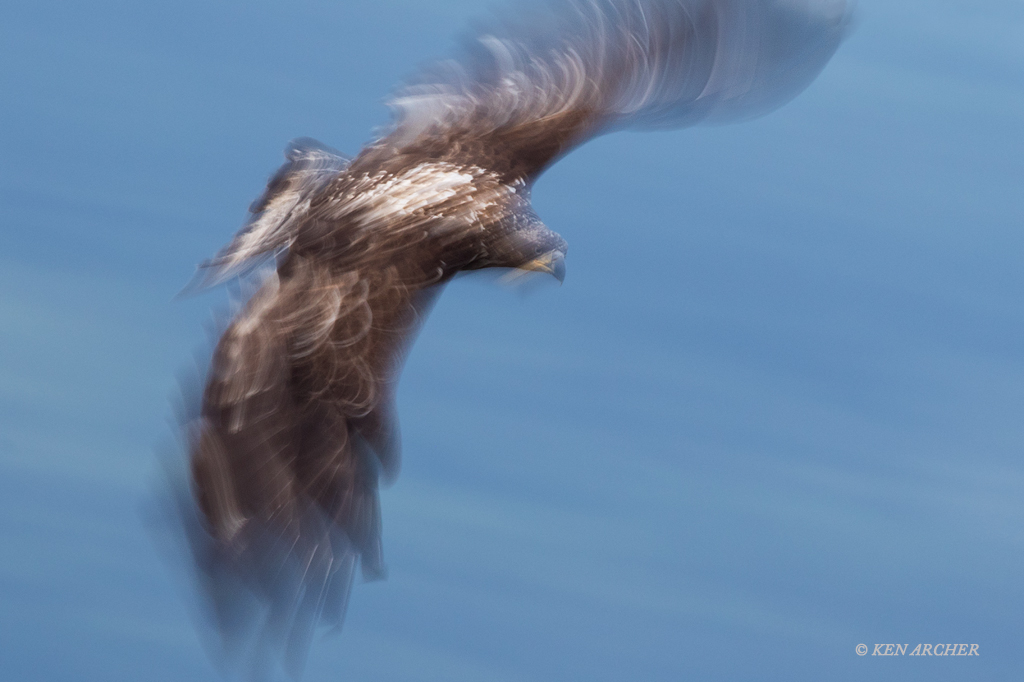 Young Bald Eagle