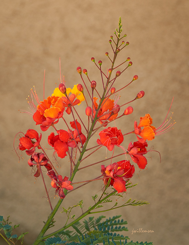 Bird of Paradise