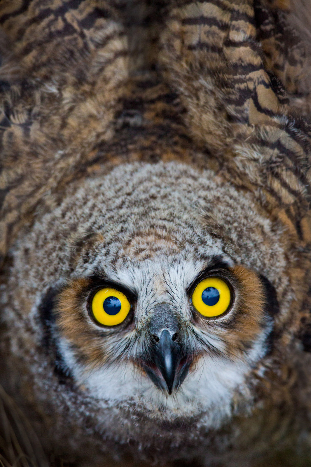 Owl Gaze