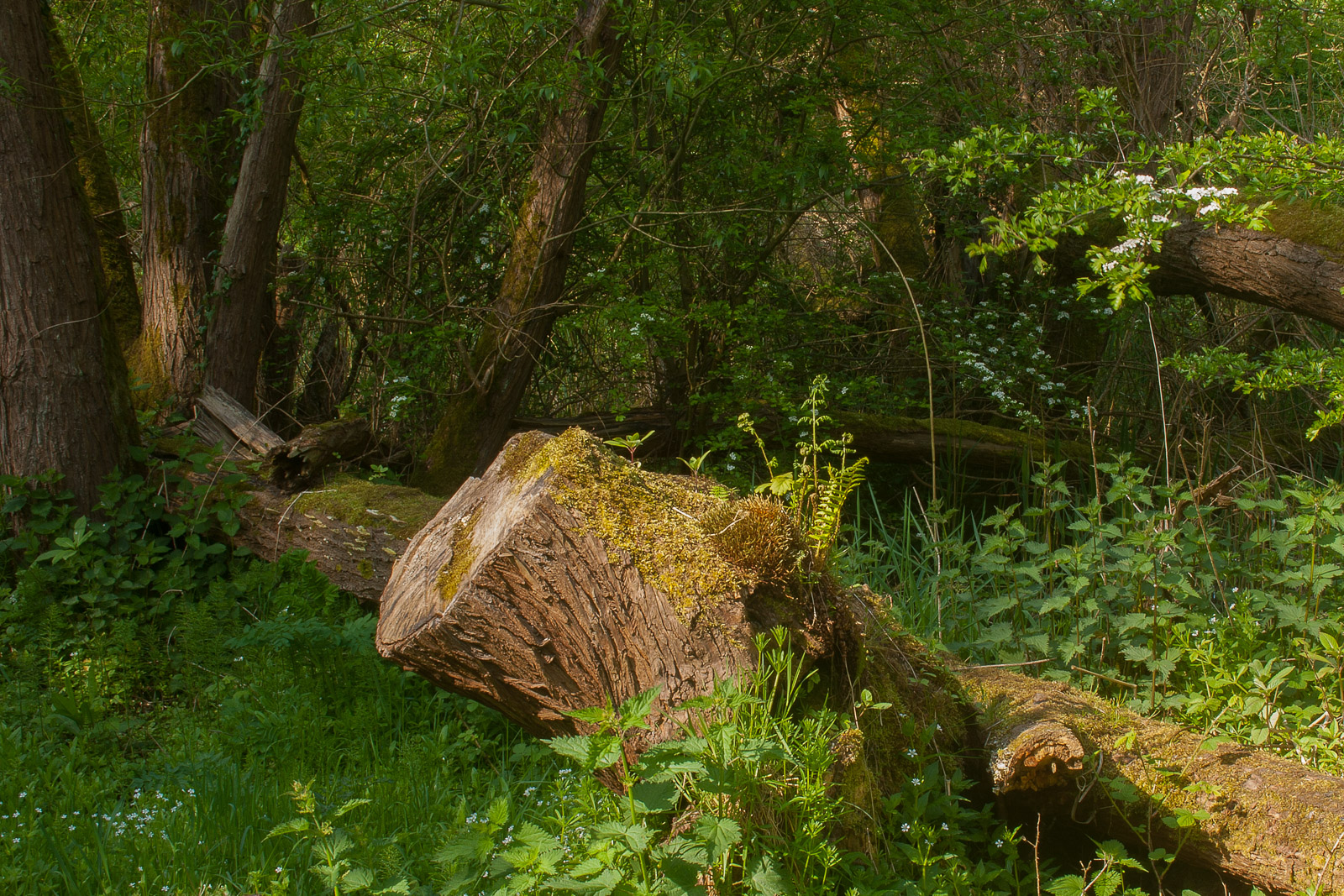Felled Tree