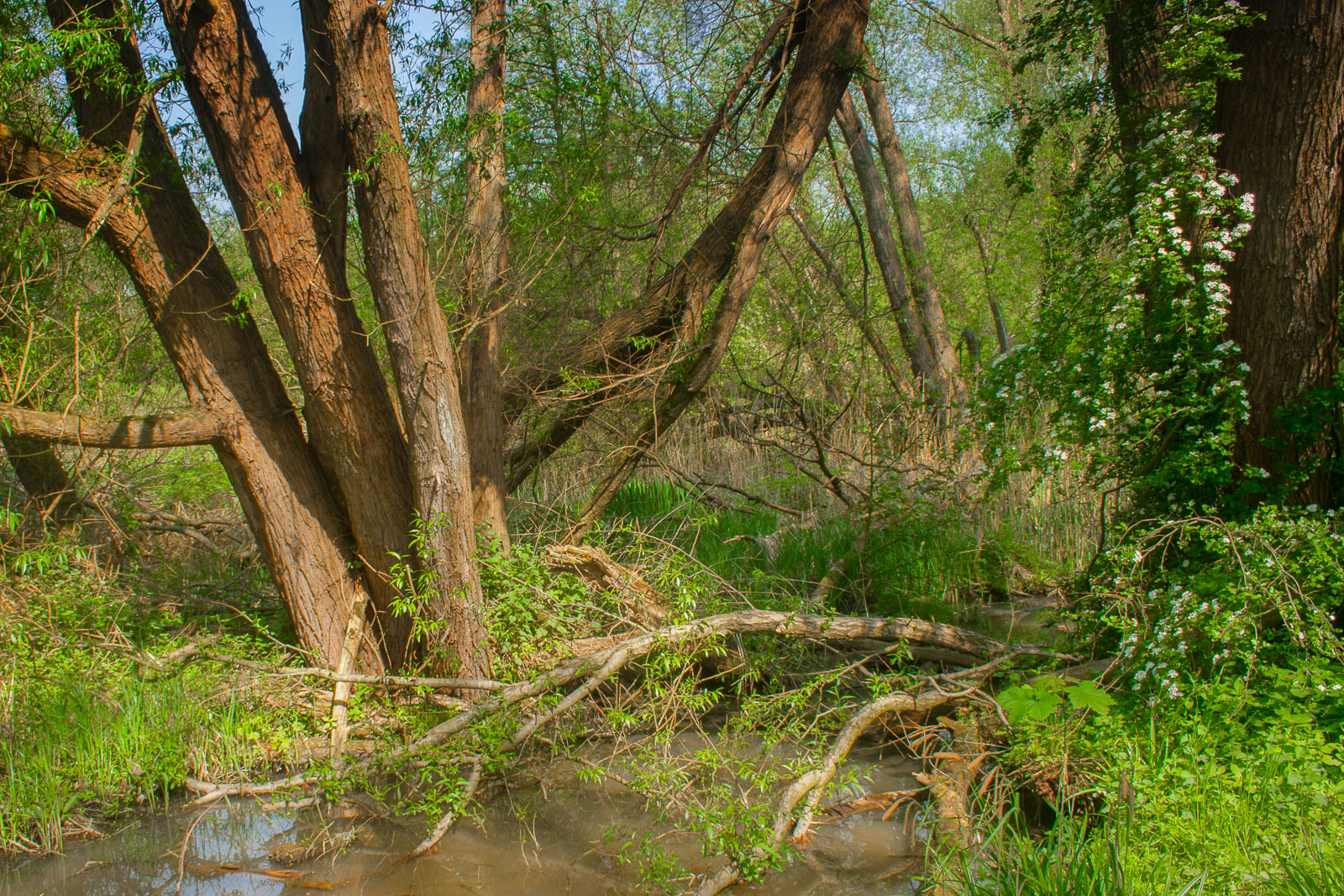 Wet Woodland Scene