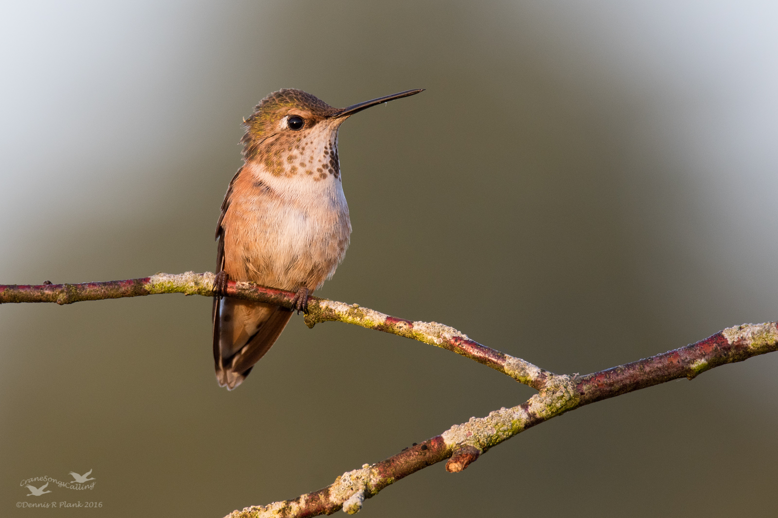 Rufous Hummingbird