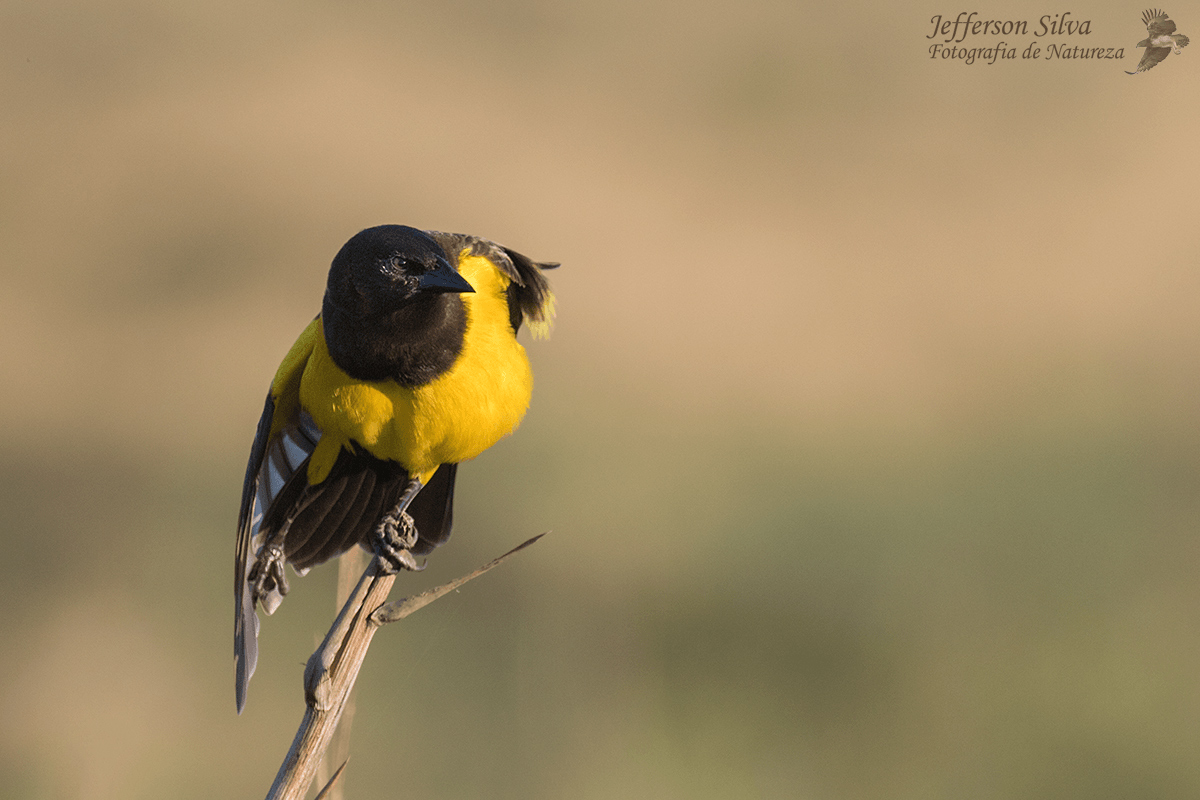 Yellow-rumped Marshbird