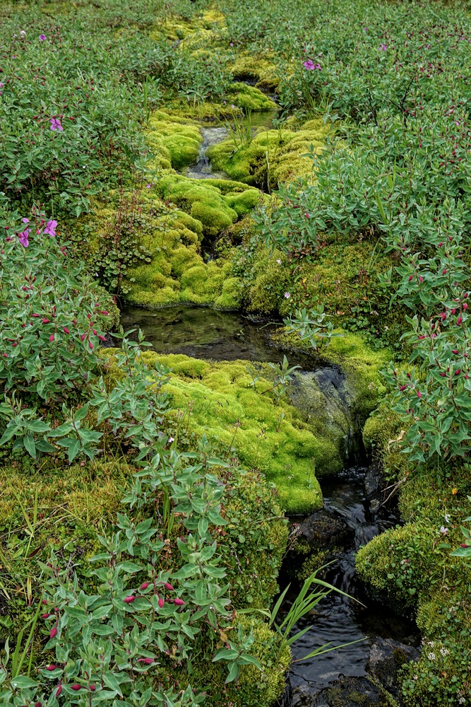 Mini Mossy Waterfall