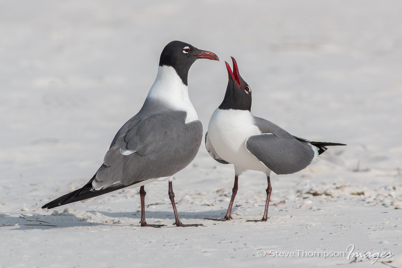 Laughing Gull Drama